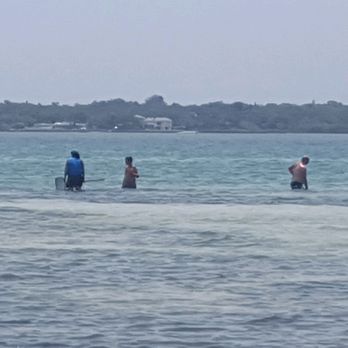 Sarasota Bay Explorers - My family on the sand bar looking for shells. - Boating Near Me - Sarasota, Florida Sarasota Bay Explorers - My family on the sand bar looking for shells. - Boating Near Me - Sarasota, Florida