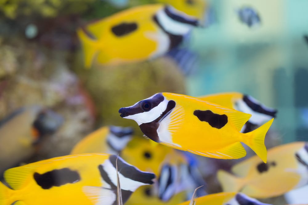 WET PET OUTLET Updated August 2024 1321 Edgington Ave, Eldora, Iowa