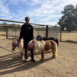 Horse paddock
