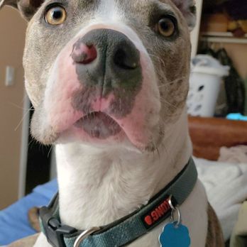 Peaceful Pet Transitions - Jasper. Our loyal, loving boy. You are in our hearts always. - Veterinarians Near Me Peaceful Pet Transitions - Jasper. Our loyal, loving boy. You are in our hearts always. - Veterinarians Near Me