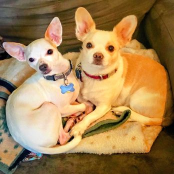 PawsVIP - Heartly on the left (8 yrs) and Lexi on the right (13 yrs) Totally inseparable. - Pet Groomers Near Me - Seattle, Washington