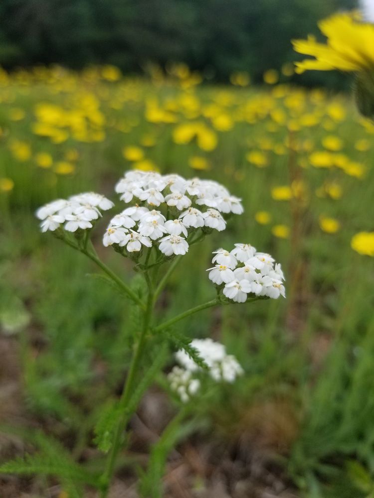 Bradley Palmer State Park Image