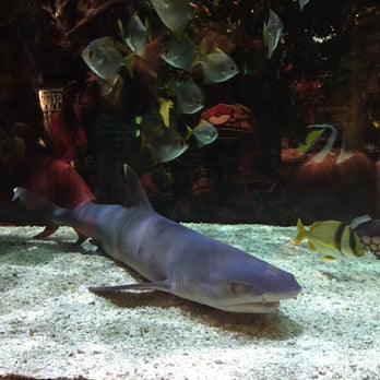 Rainforest Cafe - Cafes Near Me - Niagara Falls, New York Rainforest Cafe - Cafes Near Me - Niagara Falls, New York
