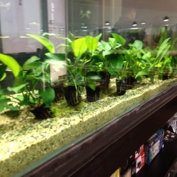 Aquascapes - Plant assortments - Local Fish Stores Near Me - Honolulu, Hawaii