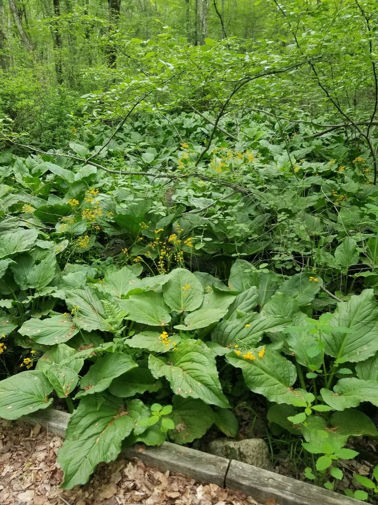 FLAT TOP PARK Updated October 2024 1891 New London Turnpike, West