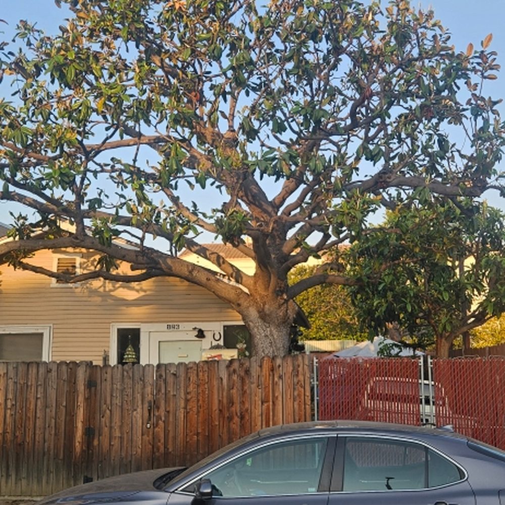 TOP 10 BEST Tree Services in Thousand Oaks, CA - Updated 2026 - Yelp
