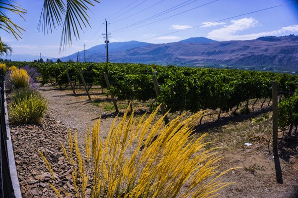 Black Hills Estate Winery by null