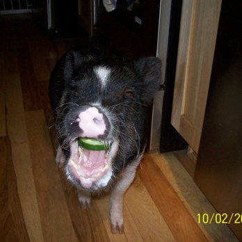 EverythingFurryPlus - TOBY, my pot belly pig. - Pet Sitting Near Me