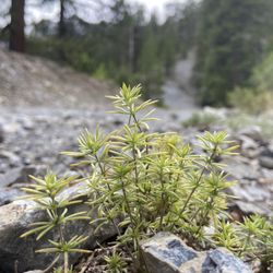 Bristlecone Trail