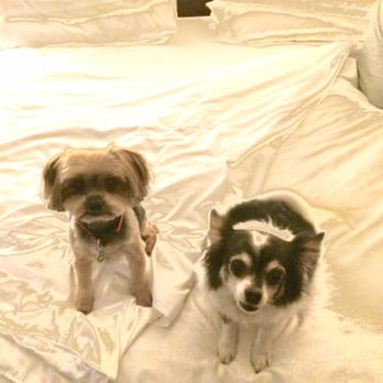 Jen's Pet Parlor - Handsome boys! - Pet Groomers Near Me - Gilbert, Arizona Jen's Pet Parlor - Handsome boys! - Pet Groomers Near Me - Gilbert, Arizona