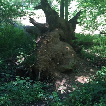 Robinson Nature Center - Don't take the little side trail near the big dead tree (near the river). There is poison ivy everywhere around there! - Parks Near Me - Columbia, Maryland