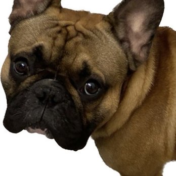 Bark Avenue Grooming - Pharaoh sad to leave Jean Marie - Pet Groomers Near Me - New York, New York
