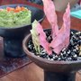 Photo of Mezcaleria Mamazul Tulum