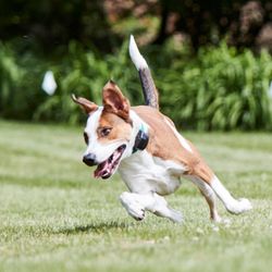 DogWatch of Southeast Indiana - Our patented SafeLink® Digital FM signal and other unique safety features help us provide the safest, most advanced pet fences on the market