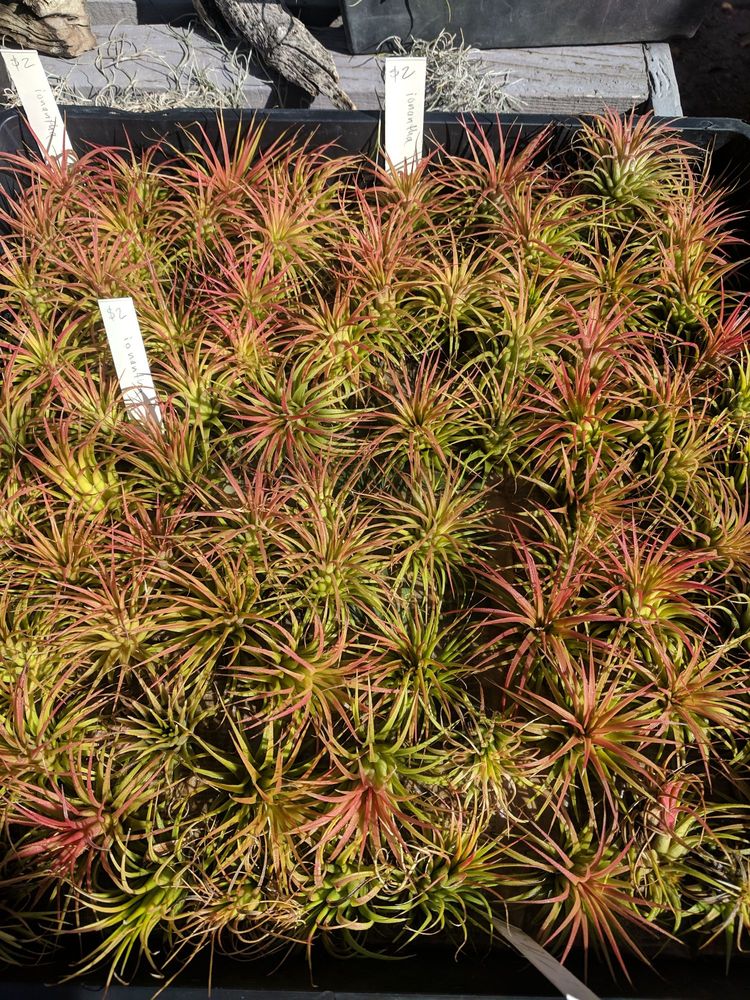 EXOTIC GARDENS 106 Photos & 104 Reviews Nurseries & Gardening