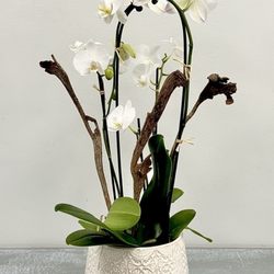 Hilly Fields Florist & Gifts - Phalaenopsis orchid