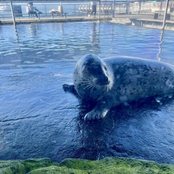 Seattle Aquarium - Harbor seal! - Aquariums Near Me - Seattle, Washington