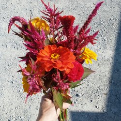 Schnitzelburg Community Farmers Market