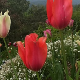 Tulip Garden Tulip Garden