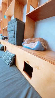 Mauhaus Cat Cafe by null