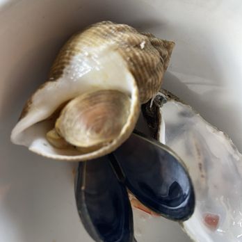 Wright Brothers - Whelks - Seafood Near Me - London, XGL Wright Brothers - Whelks - Seafood Near Me - London, XGL