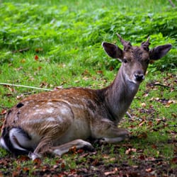 Hirschpark - Echte Tiere im Hirschpark - wo gibt es sowas sonst noch? (04/2016)