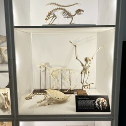 Dorr Museum