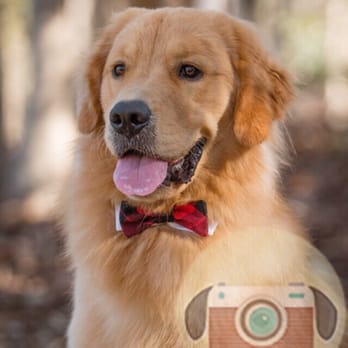 Pix4Paws Pet Photography - My fav pic of the photo shoot! - Pet Photography Near Me Pix4Paws Pet Photography - My fav pic of the photo shoot! - Pet Photography Near Me