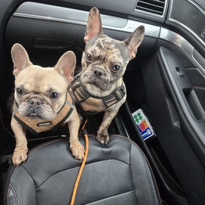 Sauvie Island Kennels