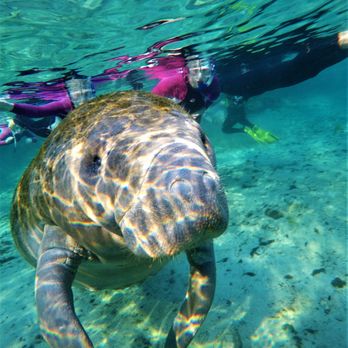 Waterfront Adventures - Boat Tours Near Me - Crystal River, Florida