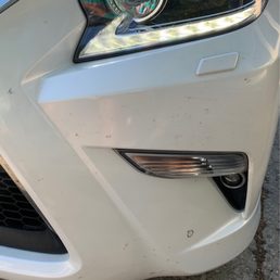 Dead bugs still all over my car.