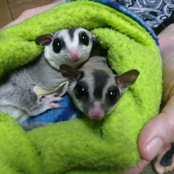 Emerald Coast Science Center - Sugar gliders. - Museums Near Me - Fort Walton Beach, Florida Emerald Coast Science Center - Sugar gliders. - Museums Near Me - Fort Walton Beach, Florida