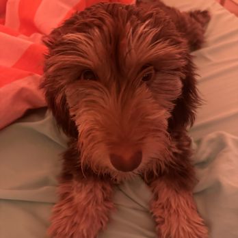 Longdox Mini Dachsunds - Pet Breeders Near Me