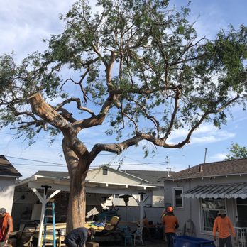 Discount Tree Care - After - Tree Services Near Me - 92427, California
