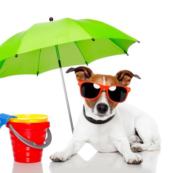 Pet & Bird Clinic - Veterinarians Near Me - Austin, Texas Pet & Bird Clinic - Veterinarians Near Me - Austin, Texas