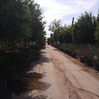 Moon Valley Nurseries - Big selection - Nurseries & Gardening Near Me - Chandler, Arizona