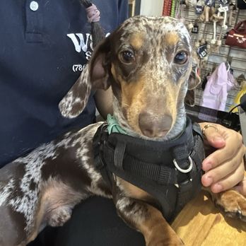 Wag Spot - Hanging out in the front , also helping with bookings - Pet Sitting Near Me - Miami, Florida Wag Spot - Hanging out in the front , also helping with bookings - Pet Sitting Near Me - Miami, Florida