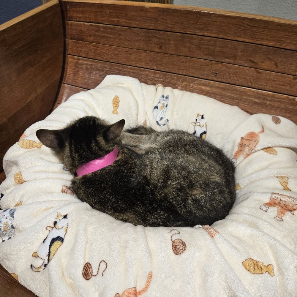 Orlando Cat Cafe - Sleepy girl - Animal Shelters Near Me - Clermont, Florida