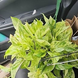Snow Queen Pothos Snow Queen Pothos