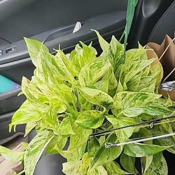 Paloma's Plants - Snow Queen Pothos - Nurseries & Gardening Near Me - Broken Arrow, Oklahoma Paloma's Plants - Snow Queen Pothos - Nurseries & Gardening Near Me - Broken Arrow, Oklahoma
