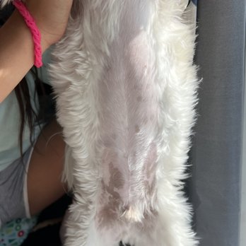 The Dogfather Mobile Grooming - Uneven shave of the belly. - Pet Groomers Near Me - Stratford , Connecticut The Dogfather Mobile Grooming - Uneven shave of the belly. - Pet Groomers Near Me - Stratford , Connecticut