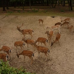 Ogród Zoologiczny w Bydgoszczy - daniele