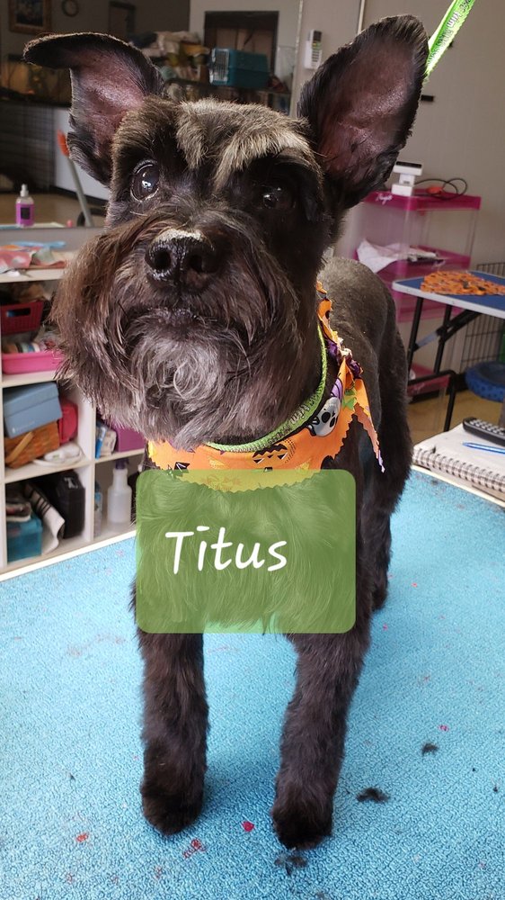 DANA & FRIENDS PET GROOMING 12 Photos & 12 Reviews 1807 Old Shell