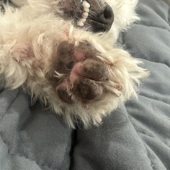 Butter Paws - Pet Groomers Near Me - Huntington Beach, California