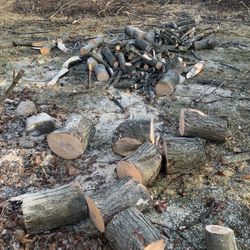 NetZero Property Services  - Cut into firewood rounds.