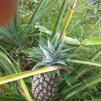 Kuaiwi Farm - Tours Near Me
