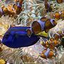 Photo of Loro Parque