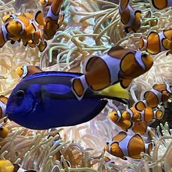 Loro Parque - Beautiful fish