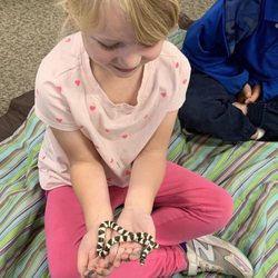 Oreo our California kingsnake at a classroom program.