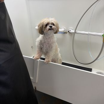Salty Dogs DIY Dog Wash - Bath Time - Pet Groomers Near Me - Ormond Beach, Florida Salty Dogs DIY Dog Wash - Bath Time - Pet Groomers Near Me - Ormond Beach, Florida